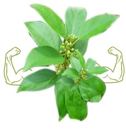 Podapatri Chai 100gms